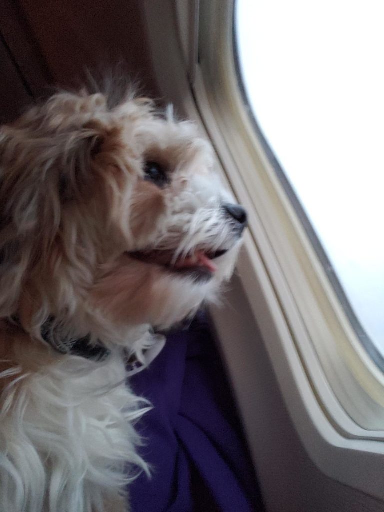 Dog looks out plane window in flight
