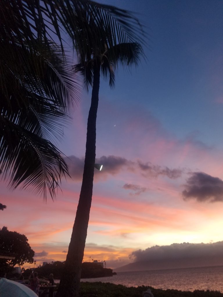 Palm tree beach side purple sunset