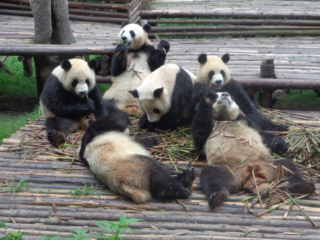 Pandas in the Peace Corps